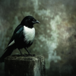 Protected: The Path of the Magpie